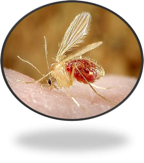 Gnat Bites Bites Treatment And Identification Online Guide