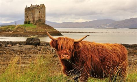 Where Can You Watch Wildlife In Scotland We List The Scottish Animals