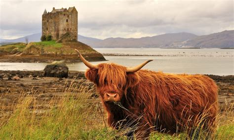 Wild Scotland The Best Wildlife And Nature Adventures Nature