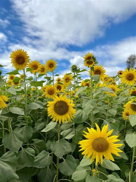Our Favorite Portland Area Sunflower Fields Pdx Parent
