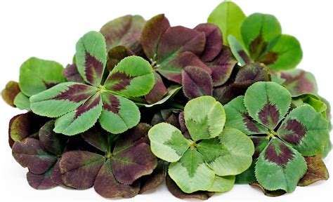 Petite® Lucky Shamrock Mix™ Information And Facts