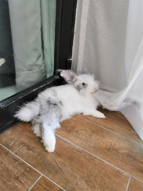 my bun took his curtain eating job very seriously bunny love rabbitlovers bunnies