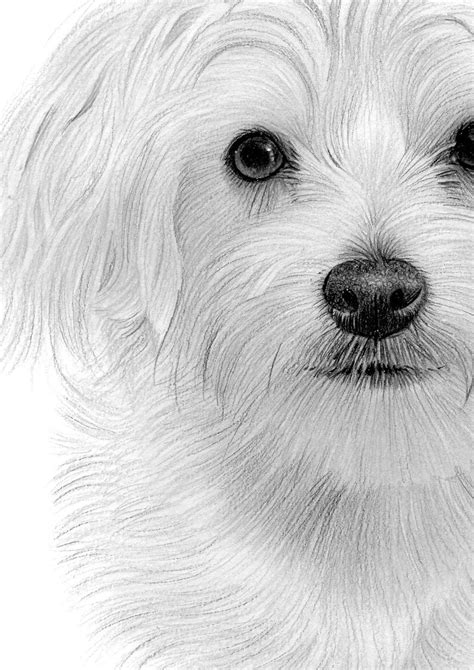 Maltese Dog Original Bandw Pencil Drawing Portrait Size Etsy