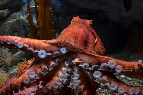 Giant Pacific Octopus Size Compared To Human Skips House Of Chaos