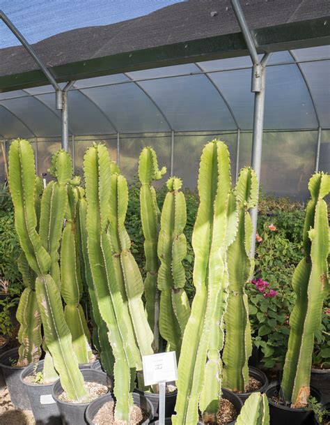 Candelabra Cactus Euphorbia Ingens — Gdnc Nursery