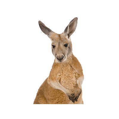 Kangaroo Close Up Transparent Png Stickpng
