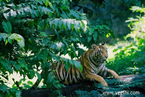 Trivandrum Zoo Veethi