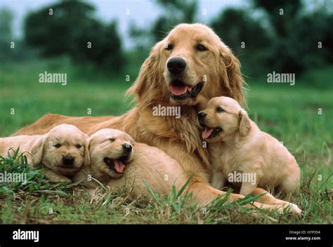 Golden Retriever Canis Familiaris Mother With Three Puppies Japan