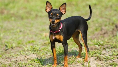 Miniature Pinscher Dog Breed History And Some Interesting Facts