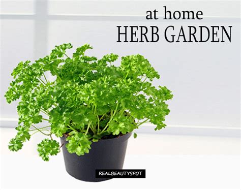 Làm vườn không khó với củ cải đỏ khổng lồ | gardening is not difficult with giant radish. Home Garden - 8 Herbs You Can Grow at home - THEINDIANSPOT