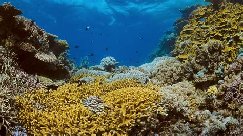 4k Imax 纪录片 珊瑚礁历险记 Coral Reef Adventure 2003 2160pmkv9影音爱好者znds