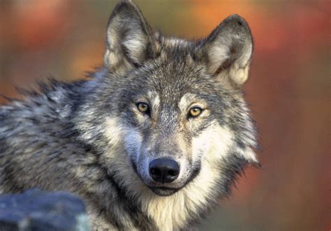 Federal Judge Puts Gray Wolf Back On Endangered Species List La Times