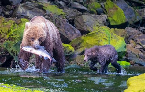 Griizzly Bear With Cub Tongass National Forest Alaska Photos By