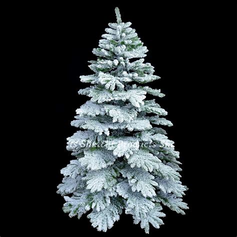 6ft Alaskan Pine Real Christmas Tree Covered In Snow Dust Ebay