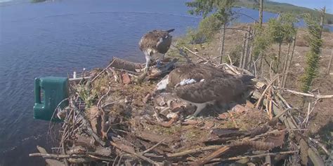 Delight As Llyn Brenig Ospreys Welcome Two Chicks Northwales