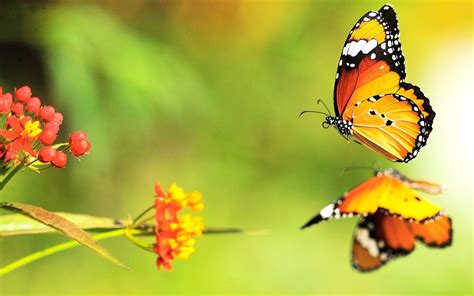 Beautiful Butterfly On Water Reflection Hd Wallpaper Hd Wallpapers