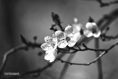 Black And White Flower Photography Black White Flower Photography