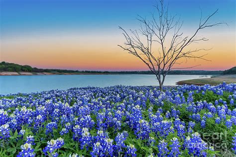 Texas Bluebonnets At The Lake Sunset Landscape Photograph By Bee Creek