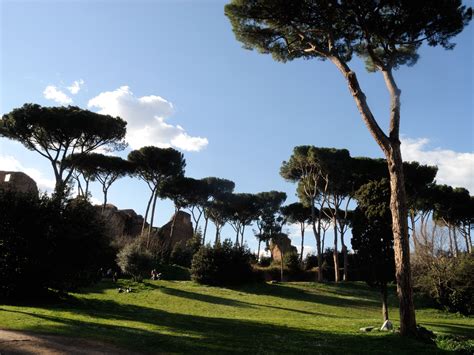 The Beautiful Pines Of Rome Photo Tree Rome Italy Rome
