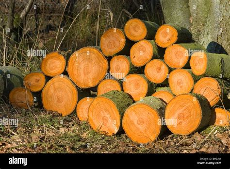 Alder Alnus Glutinosa Recently Cut Logs Shown In Cross Section