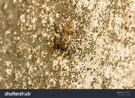 Top View Domestic House Spider Copy Stock Photo 601898252 Shutterstock