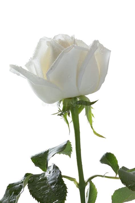 White Rose With Water Drops On Petals Stock Photo Image Of Nature