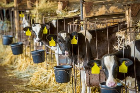 What else is needed to plant a tree? How Much Does A Calf Cost? Getting More Money As A Rancher ...