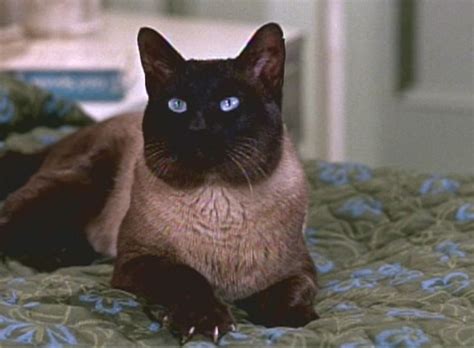 Dc is a mischievous siamese cat who gets wrapped up in a robbery scheme in this 1965 disney classic starring hayley mills and dean jones, who would later play the villain in another animal movie,. El Acorazado Cinéfilo - Le Cuirassé Cinéphile: Cats on ...