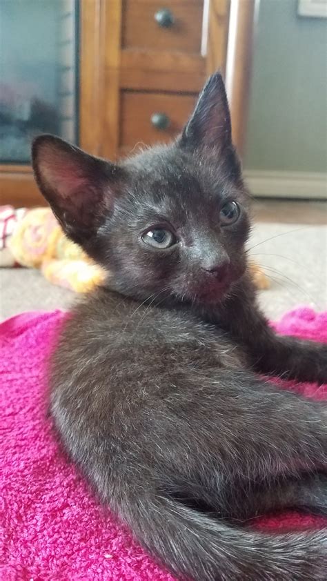 It's free to post an ad. Fever Coat? | TheCatSite