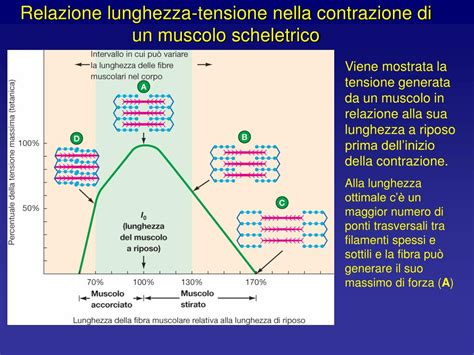 Relazione Tensione Lunghezza Muscolo Cardiaco - PPT - Il Cuore PowerPoint Presentation, free download - ID:5660612