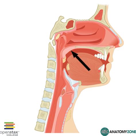 Anatomy Of Soft Palate