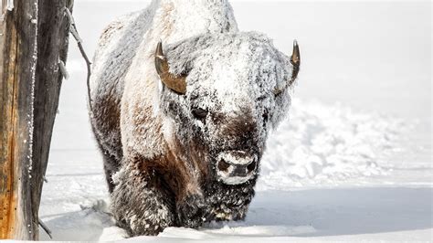 Bison Calf Pushing Through Deep Snow In Yellowstone National Park