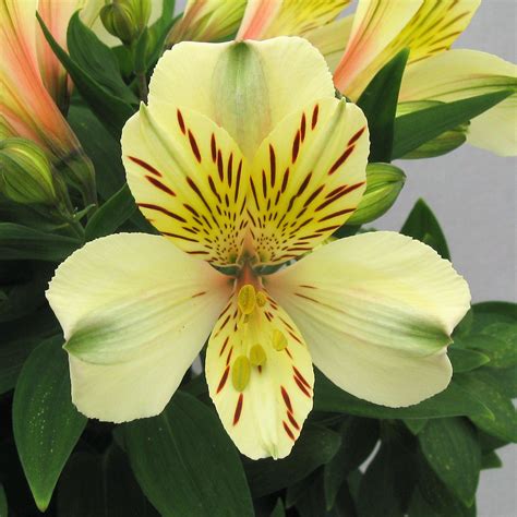 Light Yellow Princess Lily Plants For Sale Inca Sundance Easy To