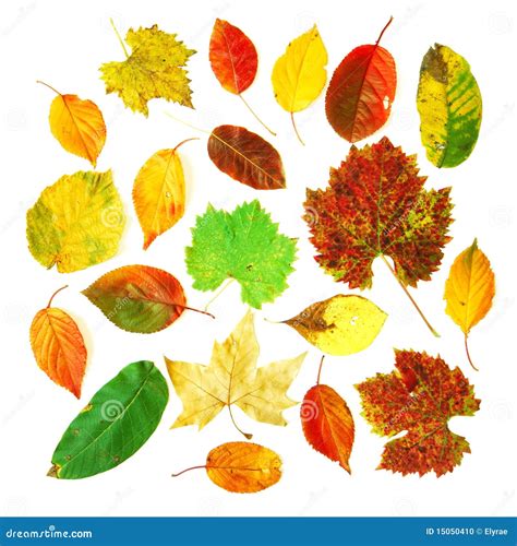 Leaves Collection Stock Photo Image Of Background Element 15050410