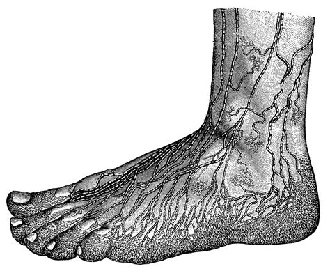 Lymphedema Of The Leg Lymph Nodes Of The Foot