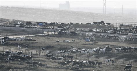 Heat Stress Blamed For Thousands Of Cattle Deaths In Kansas Cbs News