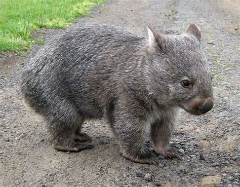 Adorable Wombat Cute Wombat Baby Wombat Animals And Pets Baby