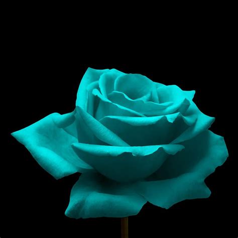 A Single Yellow Rose Is Shown Against A Black Background In This Image