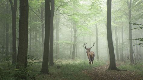Professional Photo With A Deer In The Forest Hd Wallpaper Wallpaper Images