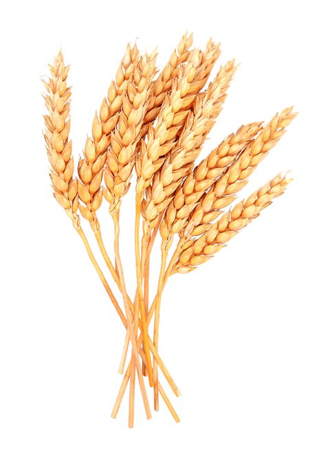 Wheat Png Image Png All Png All