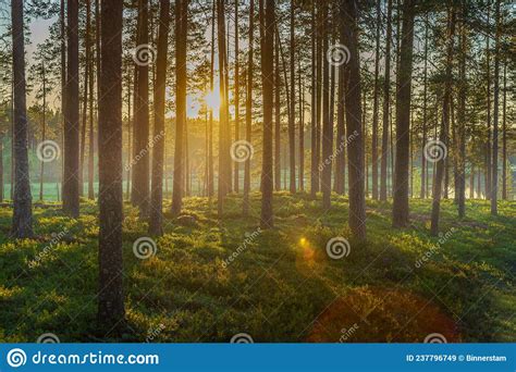 Beautiful Pine Forest In Sweden With Sunlight And Morning Mist Stock