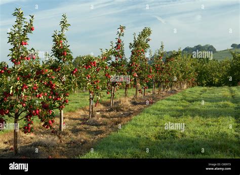 Apple Orchard Hi Res Stock Photography And Images Alamy