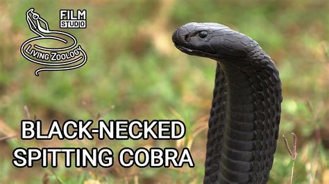Deadly Venomous Black Necked Spiting Cobra Naja Nigricollis Wild