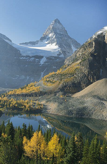 Larch Trees Mt Assiniboine And Sunburst Art Print By Kevin Schafer