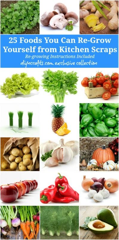 25 Foods You Can Re Grow Yourself From Kitchen Scraps • Tasteandcraze