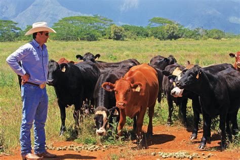 Cattle Ranching On The Island Of Kauai