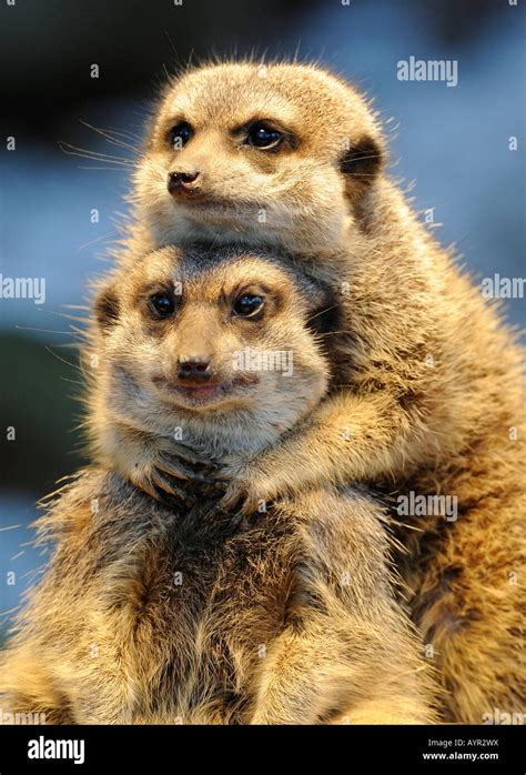 Meerkats Hugging Hi Res Stock Photography And Images Alamy