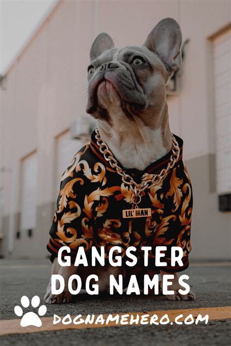 260 Gangster Dog Names For Badass Strong Puppies 2023 Dog Name Hero