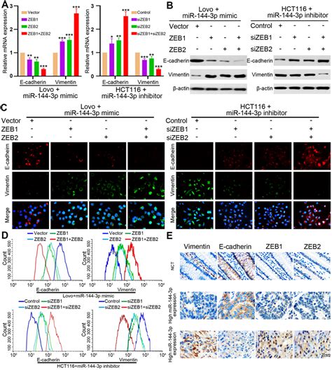 mir 144 3p inhibited the growth metastasis and epithelial mesenchymal transition of colorectal