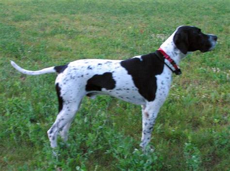 Dogs Info English Pointer